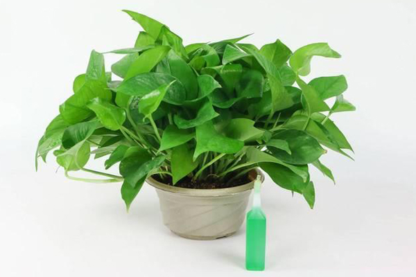 開發(fā)制作綠植app幫助識(shí)別植物種類了解護(hù)養(yǎng)方式陶冶情操--app開發(fā)公司深圳東方智啟科技