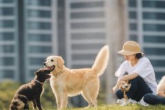 東方智啟科技APP開發(fā)-上門寵物服務(wù)小程序開發(fā)提升用戶體驗和服務(wù)效率